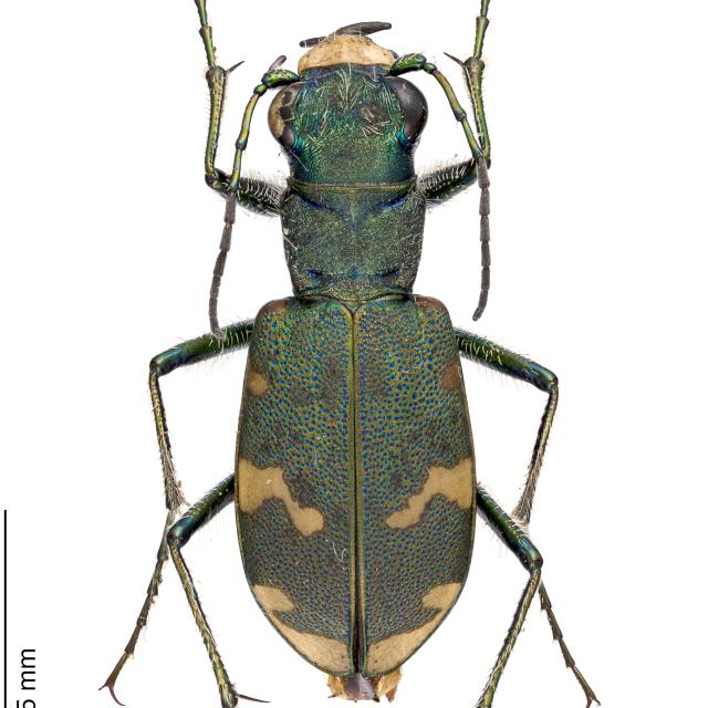 Carabes de Suisse  - Cicindela sylvicola