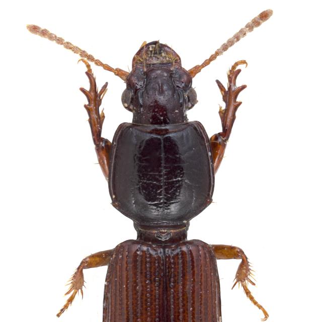 Carabes de Suisse  - Clivina collaris
