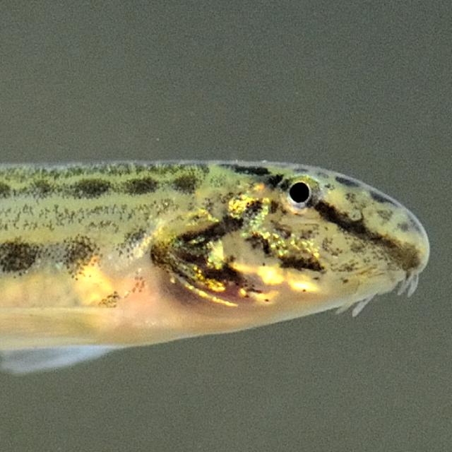 Poissons de Suisse Loche de rivière  - Cobitis taenia 
