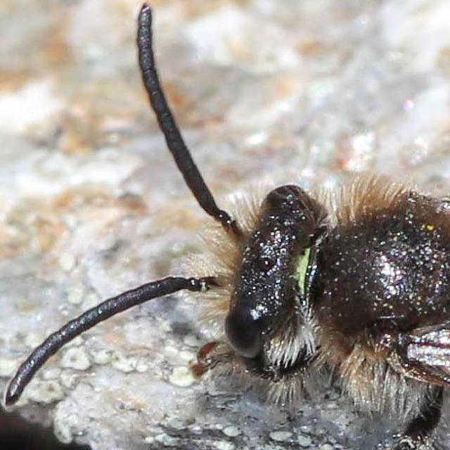 Les abeilles sauvages de Suisse  - Colletes impunctatus