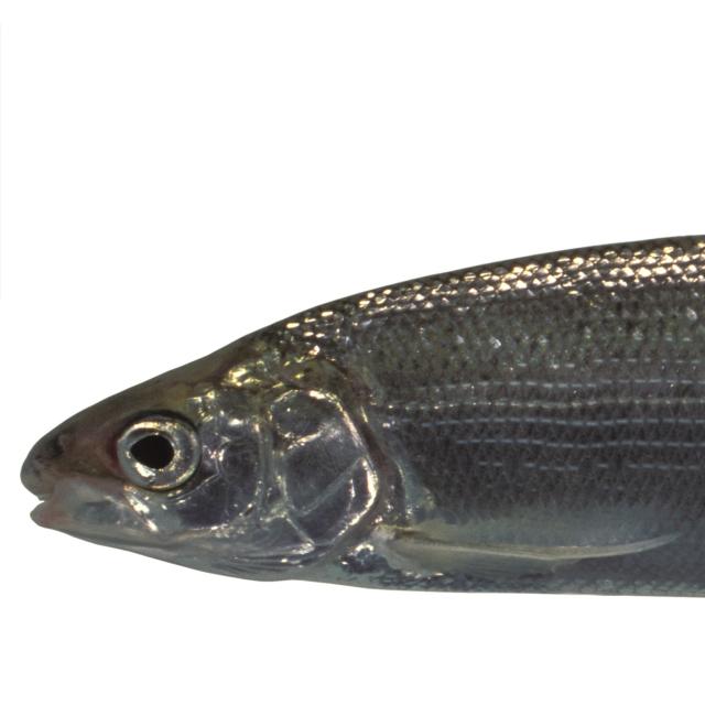Poissons de Suisse Corégones  - Coregonus  ssp.