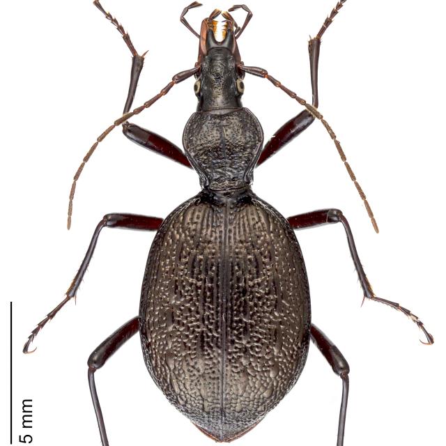 Carabes de Suisse  - Cychrus cordicollis