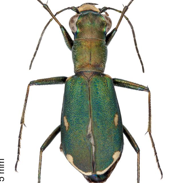 Carabes de Suisse  - Cylindera germanica germanica