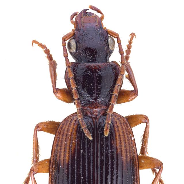 Carabes de Suisse  - Cymindis cingulata