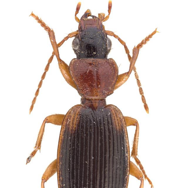 Carabes de Suisse  - Cymindis coadunata