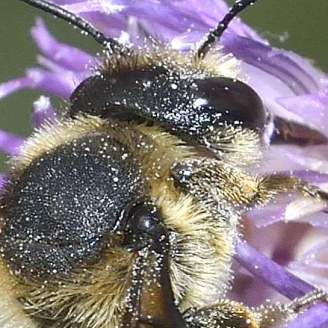 Les abeilles sauvages de Suisse  - Megachile melanopyga