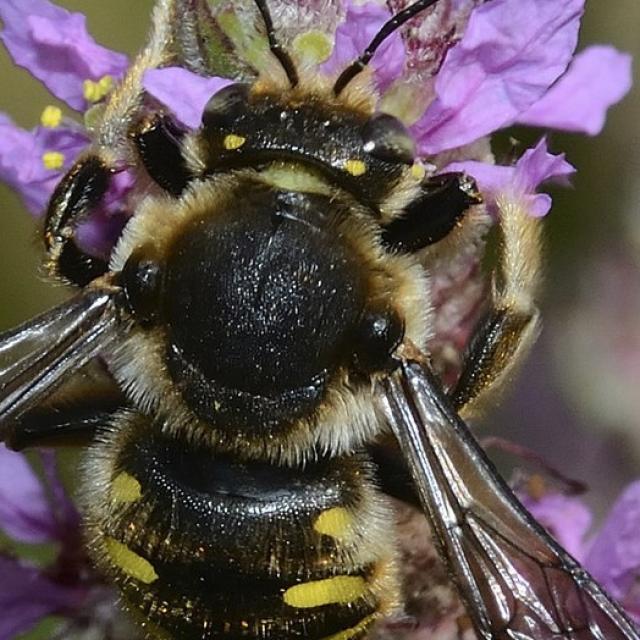Les abeilles sauvages de Suisse  - Anthidium septemspinosum