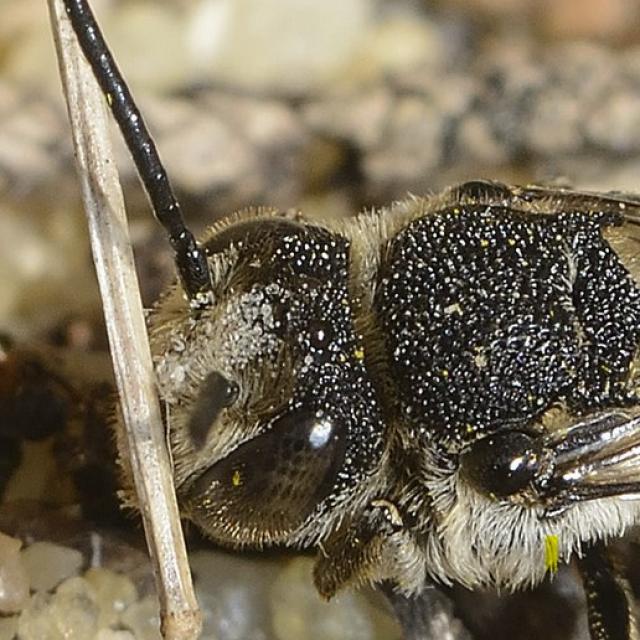 Les abeilles sauvages de Suisse  - Coelioxys inermis