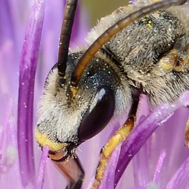 Les abeilles sauvages de Suisse  - Halictus fulvipes