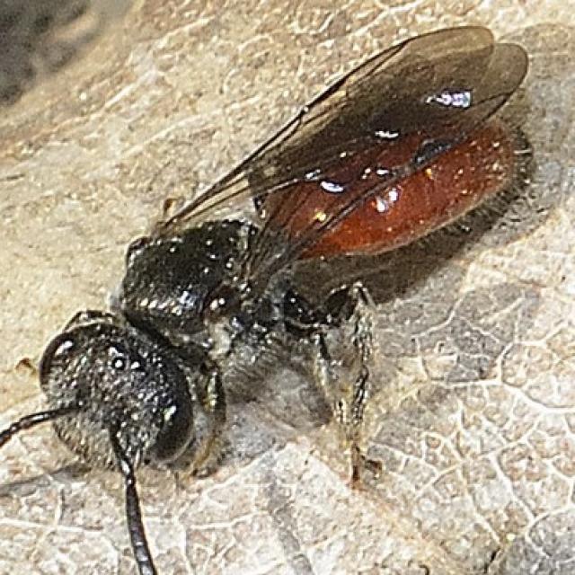 Les abeilles sauvages de Suisse Sphécode marginé - Sphecodes majalis
