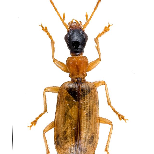 Carabes de Suisse  - Demetrias atricapillus