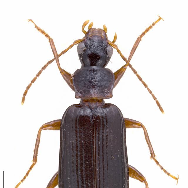 Carabes de Suisse  - Dromius quadraticollis