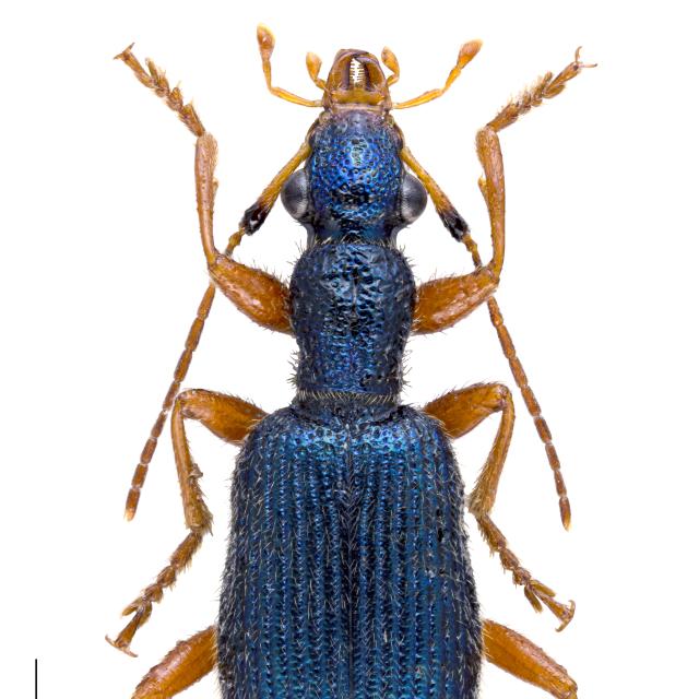 Carabes de Suisse  - Drypta dentata
