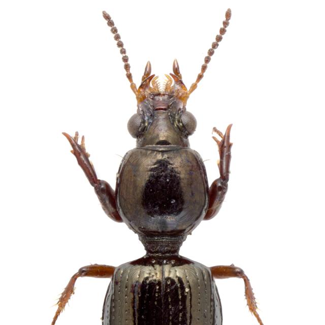 Carabes de Suisse  - Dyschirius intermedius