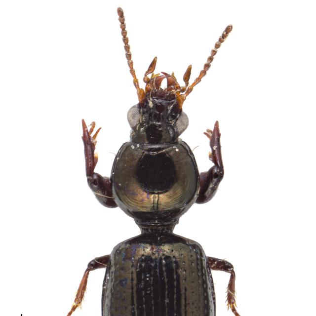 Carabes de Suisse  - Dyschirius laeviusculus