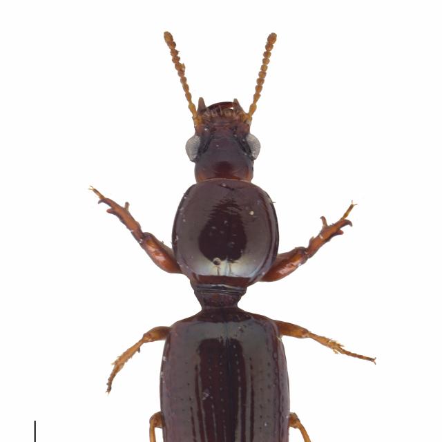Carabes de Suisse  - Dyschirius substriatus substriatus