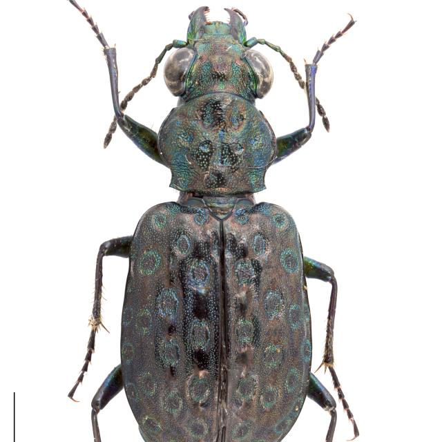 Carabes de Suisse  - Elaphrus uliginosus