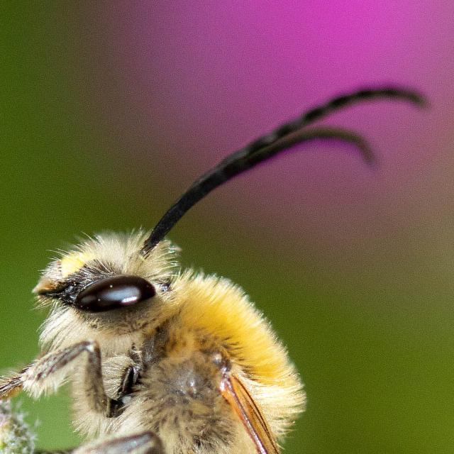 Les abeilles sauvages de Suisse Eucère noirâtre - Eucera nigrescens