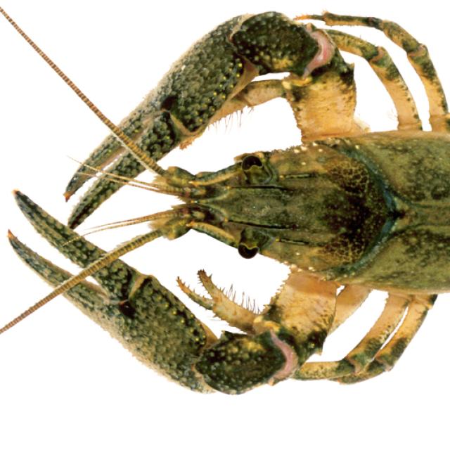  Ecrevisse américaine - Faxonius limosus