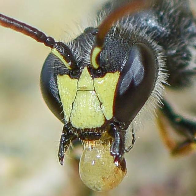 Les abeilles sauvages de Suisse  - Hylaeus pilosulus