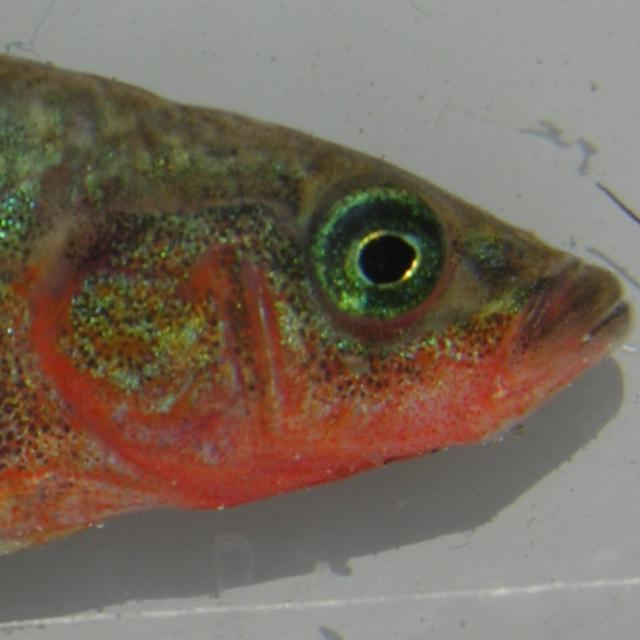Poissons de Suisse Epinoche à trois épines occidentale  - Gasterosteus gymnurus