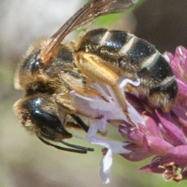 Les abeilles sauvages de Suisse Halicte quatre-bandes - Halictus quadricinctus