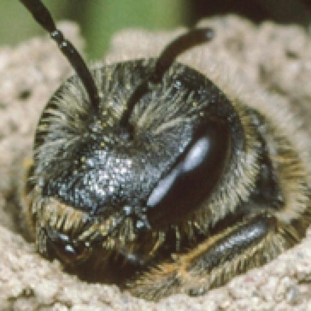 Les abeilles sauvages de Suisse Halicte commune - Halictus simplex