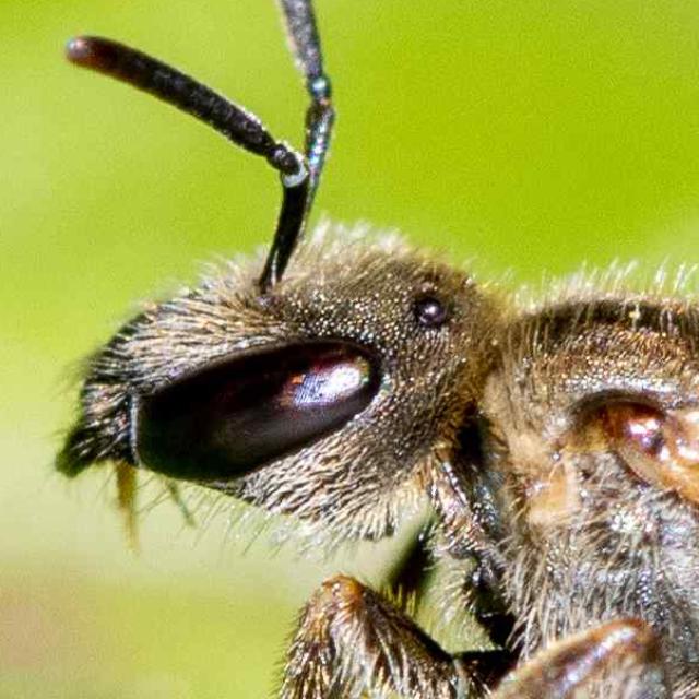 Les abeilles sauvages de Suisse Halicte dorée commune - Halictus tumulorum