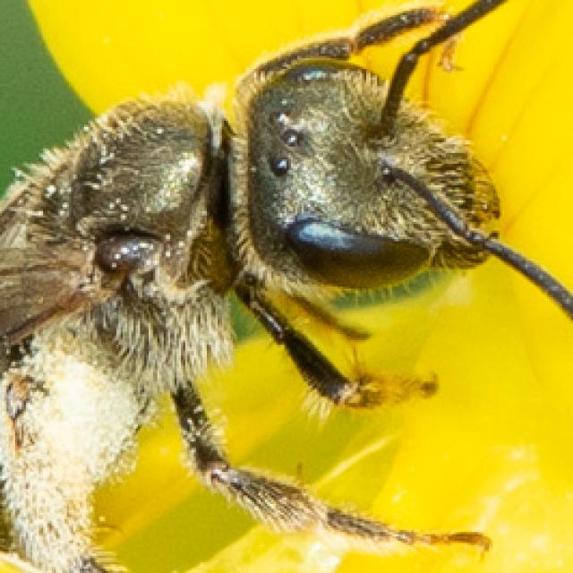 Les abeilles sauvages de Suisse Halicte confuse - Halictus confusus