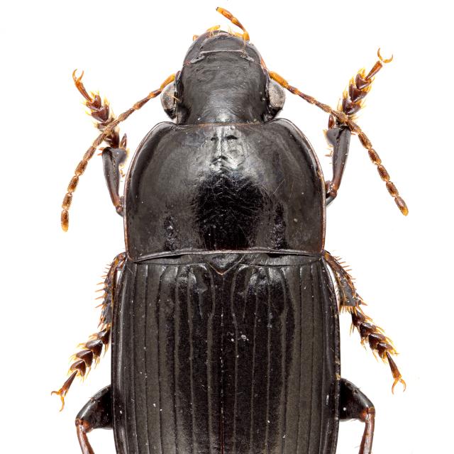 Carabes de Suisse  - Harpalus anxius