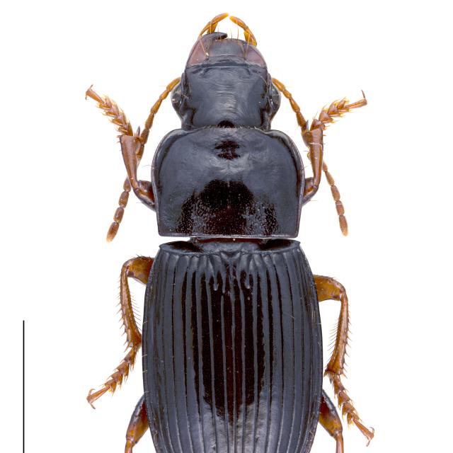 Carabes de Suisse  - Harpalus atratus