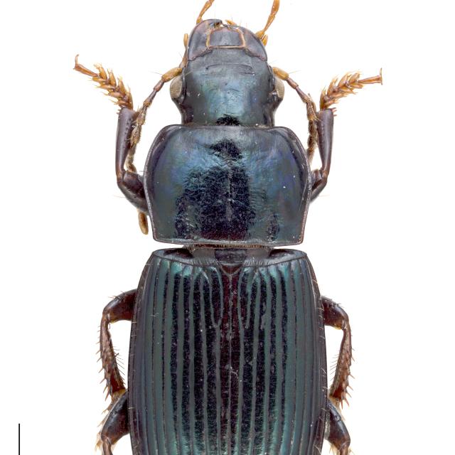 Carabes de Suisse  - Harpalus honestus