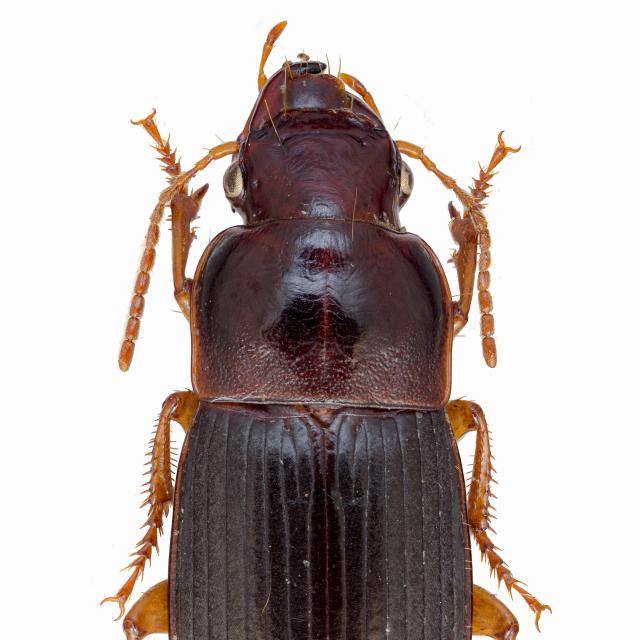 Carabes de Suisse  - Harpalus latus