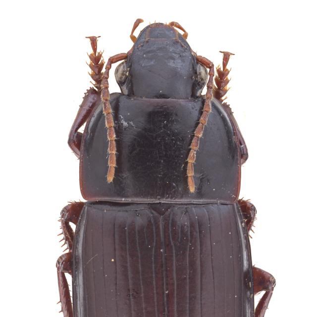 Carabes de Suisse  - Harpalus politus politus
