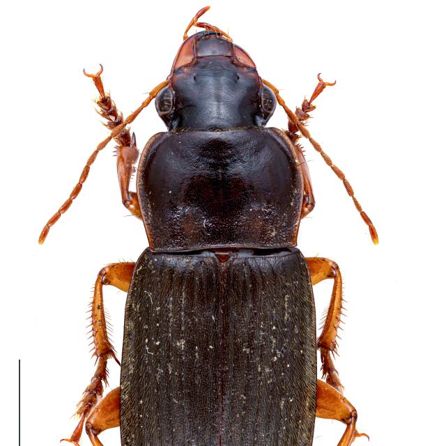 Carabes de Suisse  - Harpalus rufipes