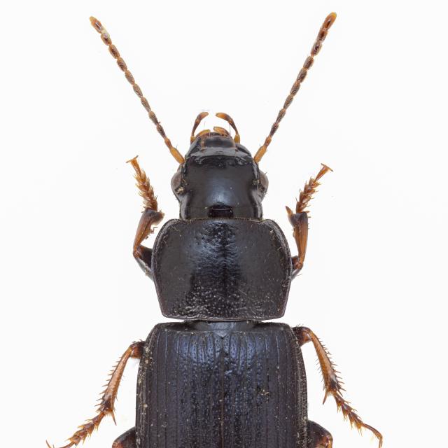 Carabes de Suisse  - Harpalus signaticornis