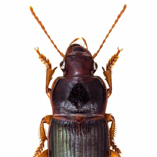 Carabes de Suisse  - Harpalus smaragdinus