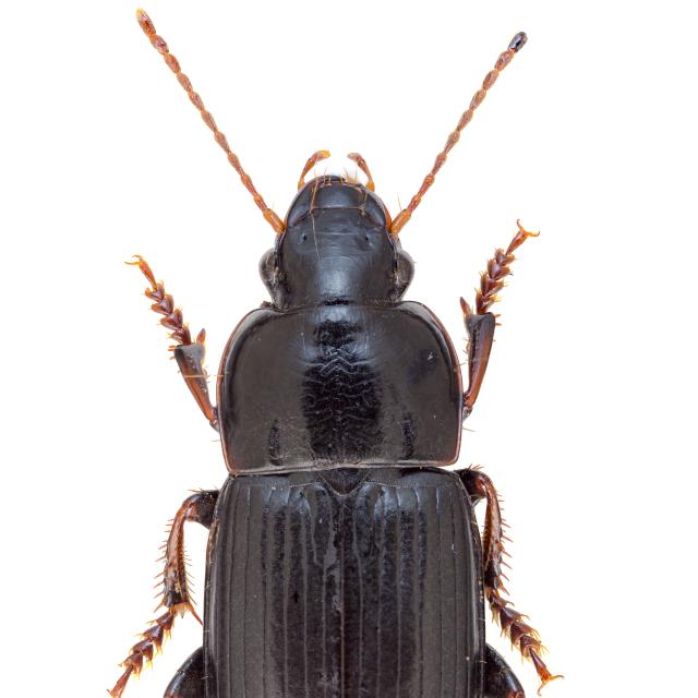 Carabes de Suisse  - Harpalus subcylindricus