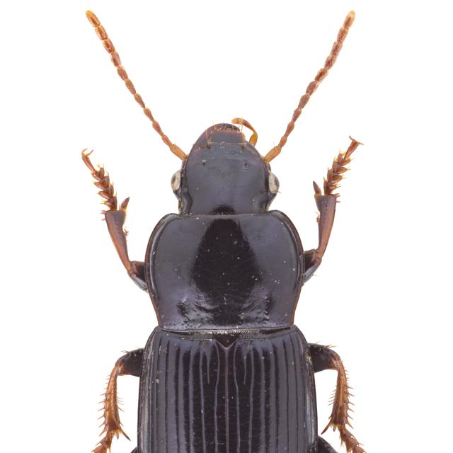 Carabes de Suisse  - Harpalus sulphuripes sulphuripes