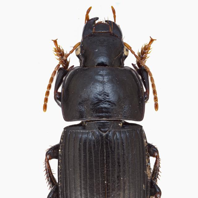 Carabes de Suisse  - Harpalus tardus
