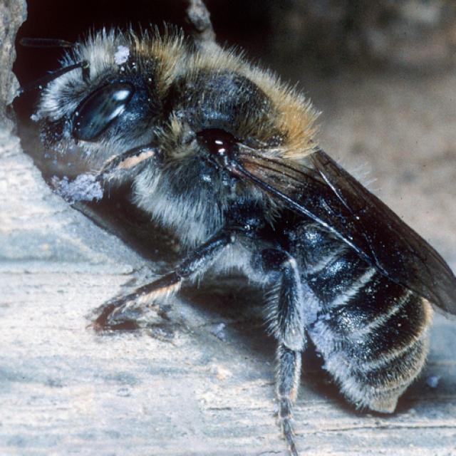 Les abeilles sauvages de Suisse  - Hoplitis anthocopoides