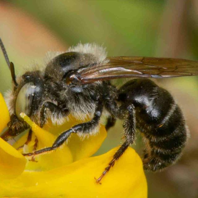 Les abeilles sauvages de Suisse  - Hoplitis claviventris
