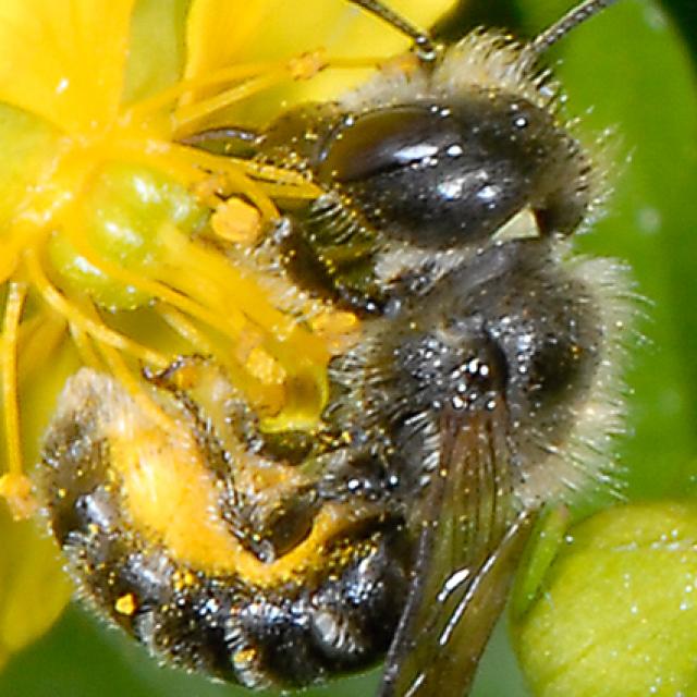 Les abeilles sauvages de Suisse  - Hoplitis robusta