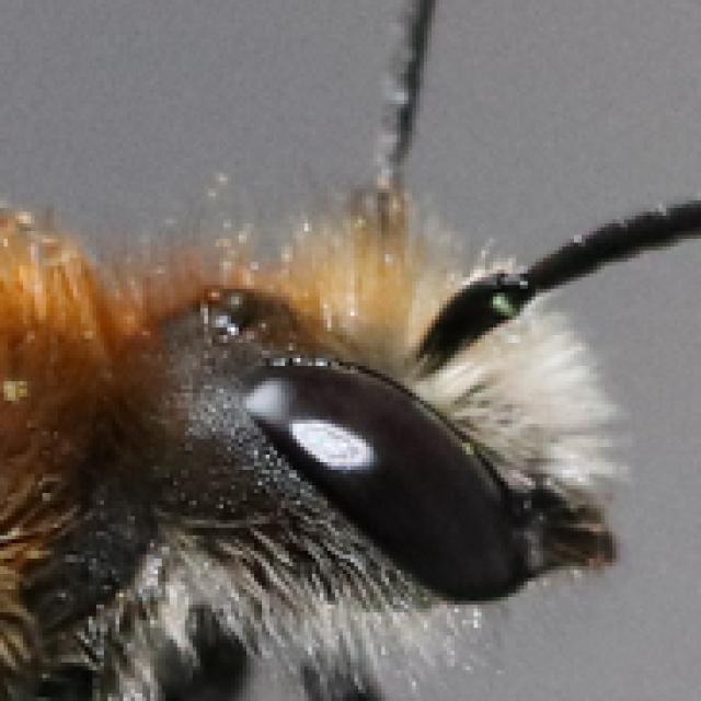 Les abeilles sauvages de Suisse  - Hoplitis tuberculata