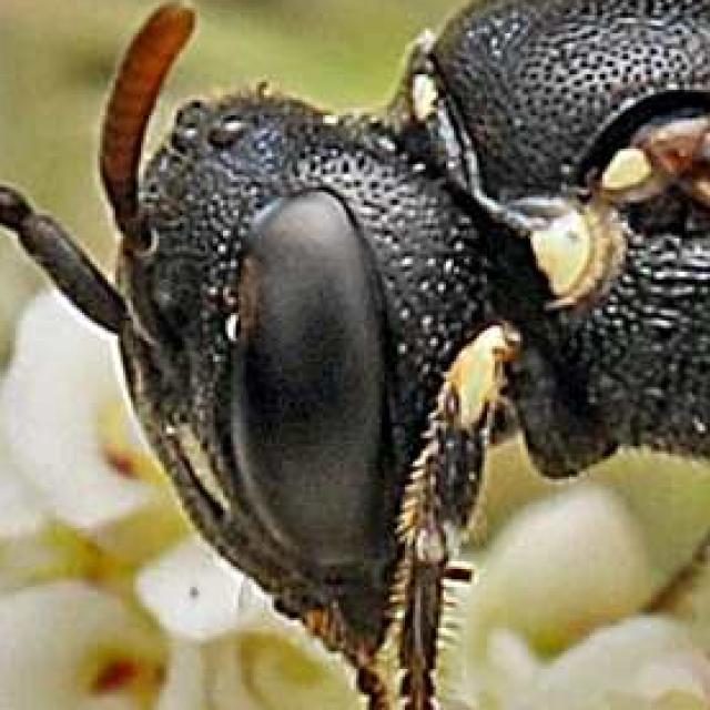Les abeilles sauvages de Suisse  - Hylaeus dilatatus