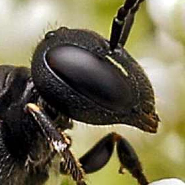 Les abeilles sauvages de Suisse  - Hylaeus kahri