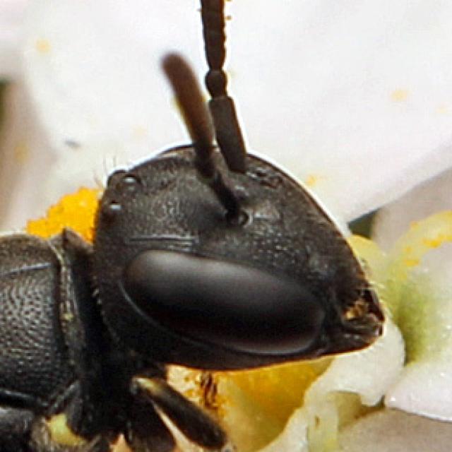 Les abeilles sauvages de Suisse  - Hylaeus pfankuchi