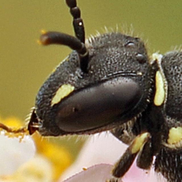 Les abeilles sauvages de Suisse  - Hylaeus punctatus