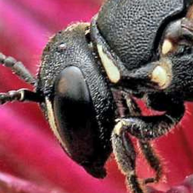 Les abeilles sauvages de Suisse  - Hylaeus punctulatissimus