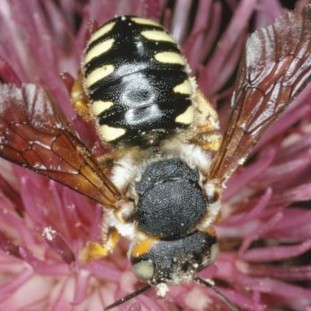 Les abeilles sauvages de Suisse  - Icteranthidium laterale